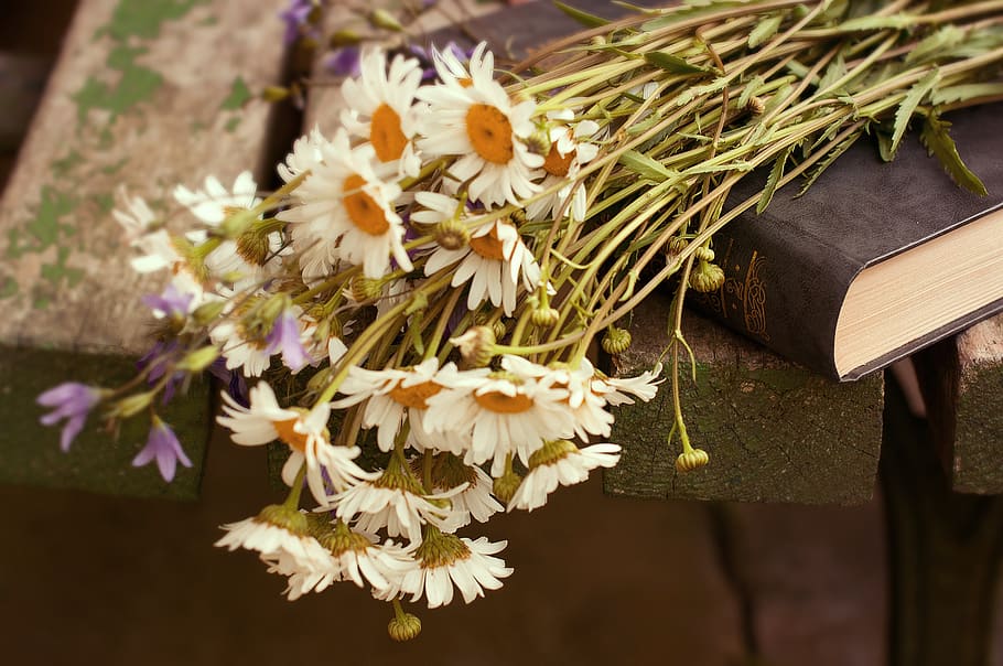 flowers, daisy, chamomile, summer, spring, white, nature, bloom HD wallpaper