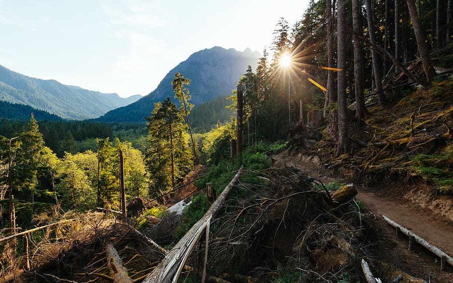 landscape photography of mountain, path, tree, forest, woodland HD wallpaper
