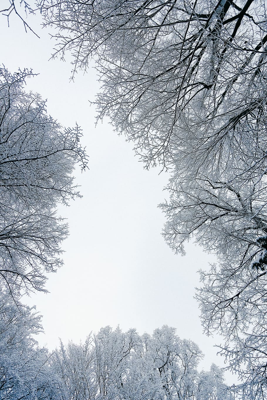 Worm-eye View of Trees, branches, cold, daylight, environment HD wallpaper