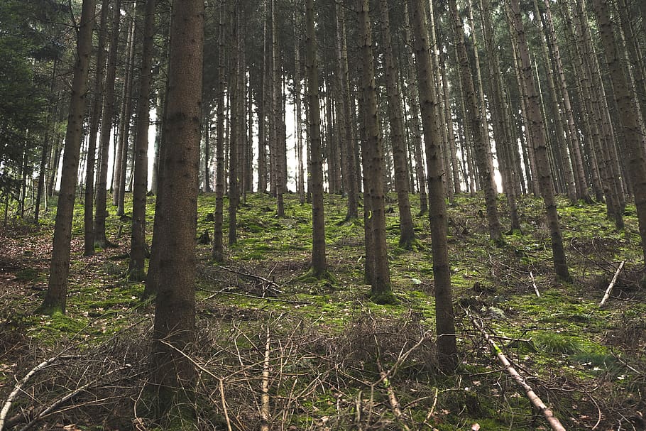 forest, trees, light, nature, austria, land, plant, tree trunk HD wallpaper