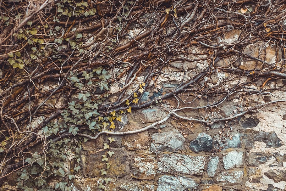 tree, vines, wall, ivy, plants, plant part, root, no people