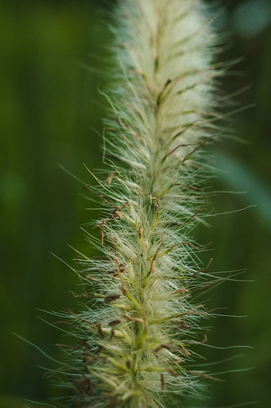 kenya, nairobi, plant, growth, no people, nature, green color HD wallpaper