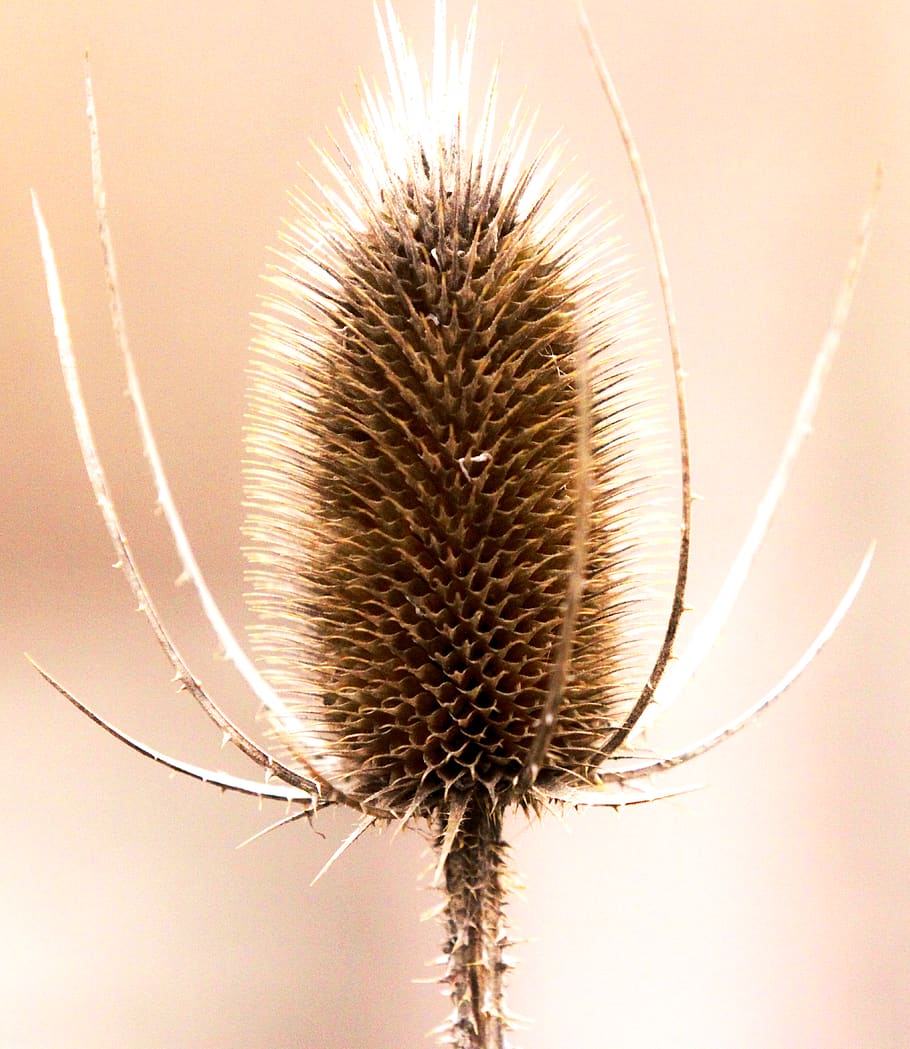 macro, plants, close-up, no people, flower, nature, focus on foreground HD wallpaper