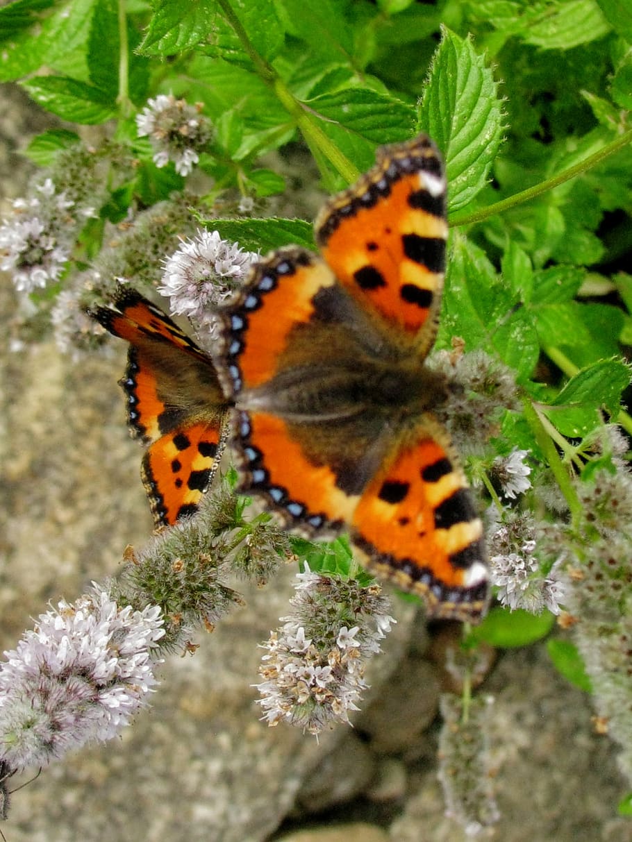 butterfly, herb, mint, invertebrate, insect, animal themes HD wallpaper