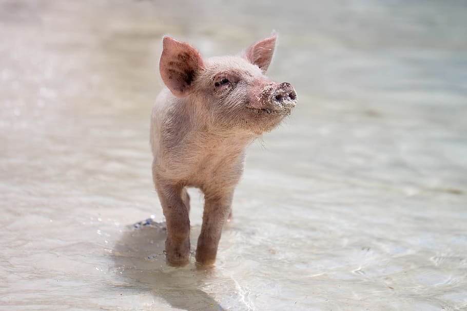 pink piglet, exuma, animal, tropical, bahama, bahamas, farm, baby, HD wallpaper