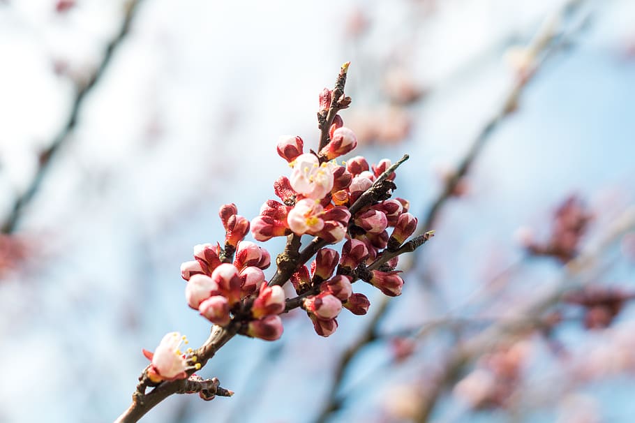 Selective Focus Photography of Red and Beige Flowers, background HD wallpaper