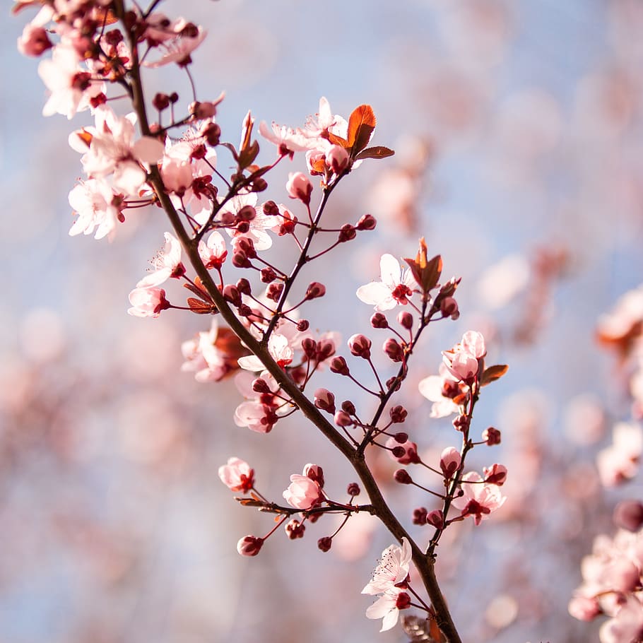 spring, flower, tree, blossom, bloom, plant, nature, petals HD wallpaper