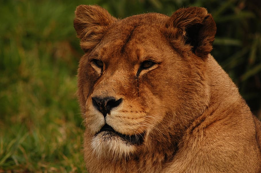 Lion's Portrait, animal, wildlife, mammal, tiger, rodent, amphibian HD wallpaper