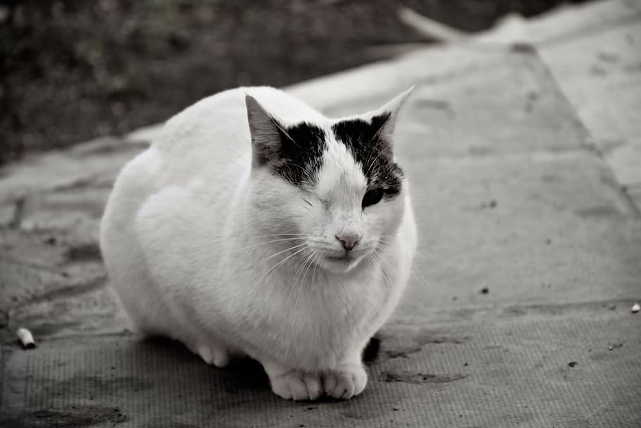tehran, melat park, pets, domestic, domestic animals, one animal HD wallpaper