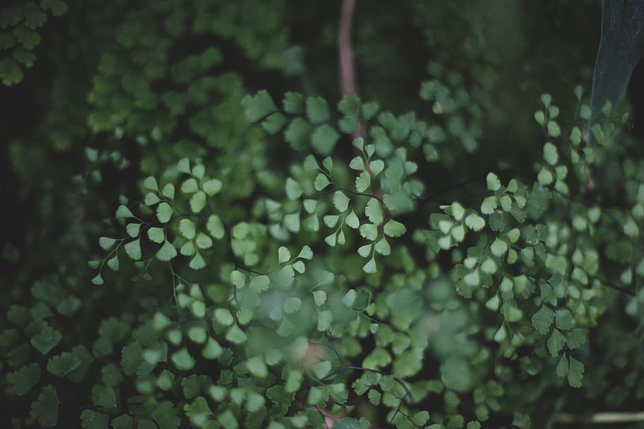 green-leafed plant, growth, selective focus, green color, close-up HD wallpaper