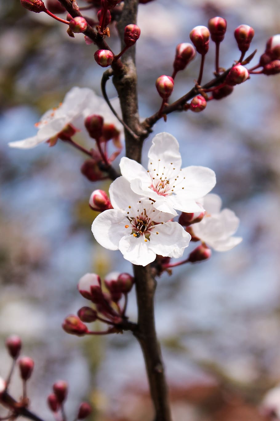 plant, flower, flowering plant, fragility, vulnerability, beauty in nature HD wallpaper