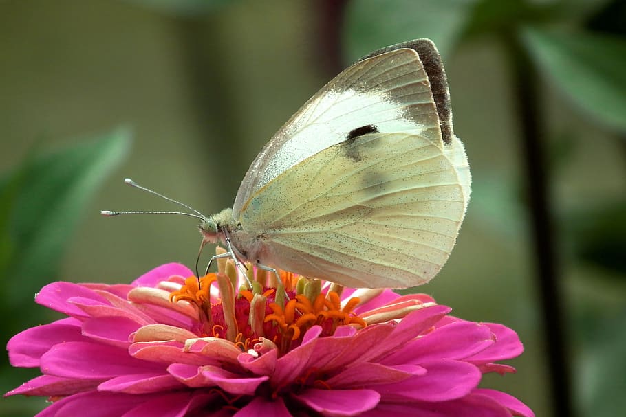 butterfly, insect, flower, nature, macro, wings, summer, invertebrate HD wallpaper
