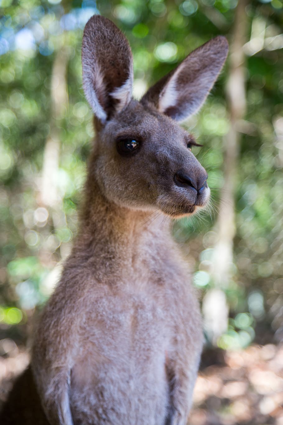brown kangaroo, animal, mammal, wallaby, qantas, travel, down under HD wallpaper