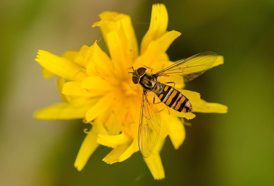bee, flower, insect, nature, nectar, plant, yellow, animal HD wallpaper