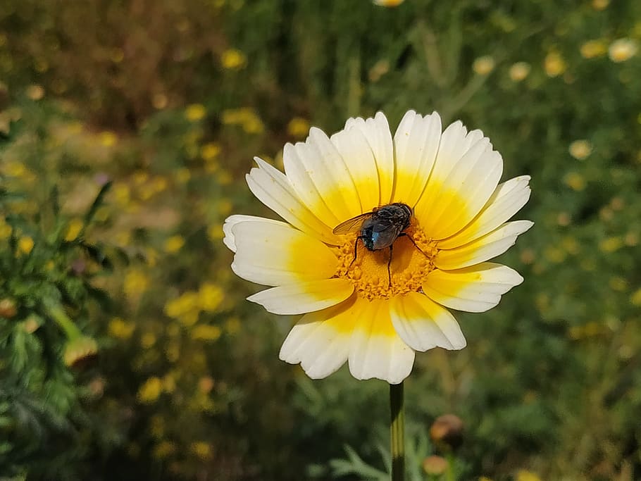 Flew flower