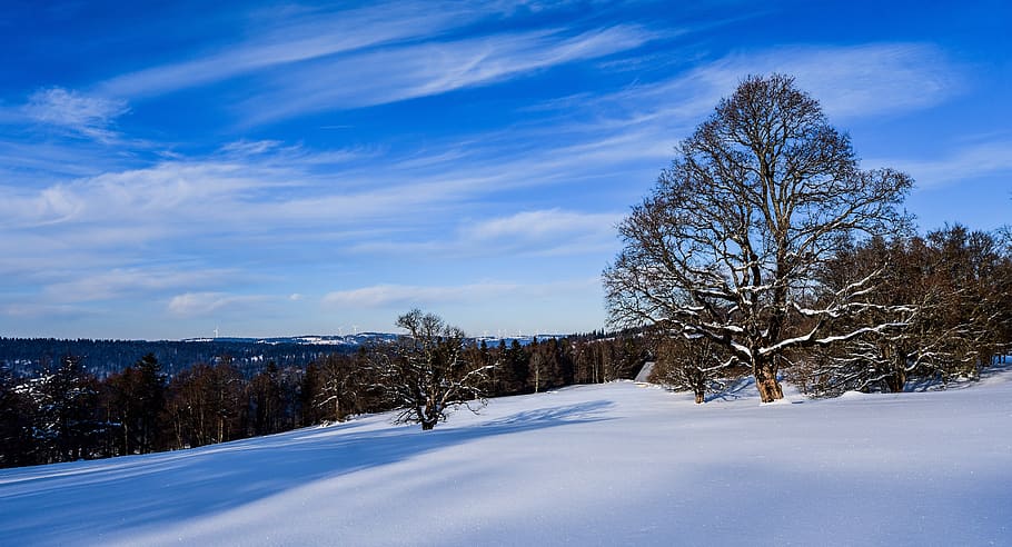 snow, tree, sky, clouds, winter, landscape, white, snowy, scenic HD wallpaper