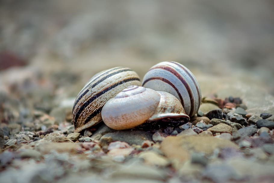 background, wallpaper, invertebrate, macro, close up, bokeh HD wallpaper