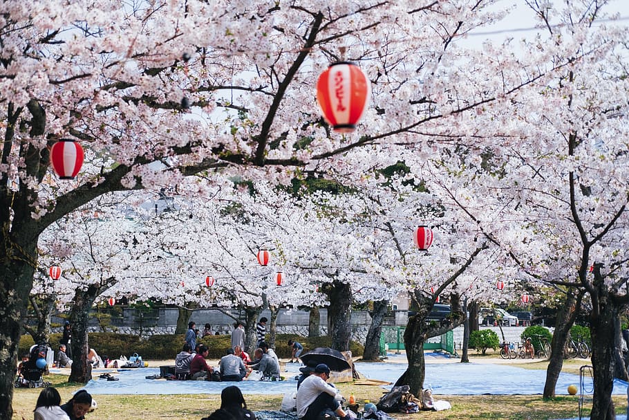 people sitting near the white sakura tree, person, human, plant, HD wallpaper