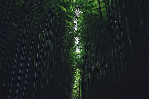 pathway in between forest during day, tree, bamboo, foliage, grove HD wallpaper