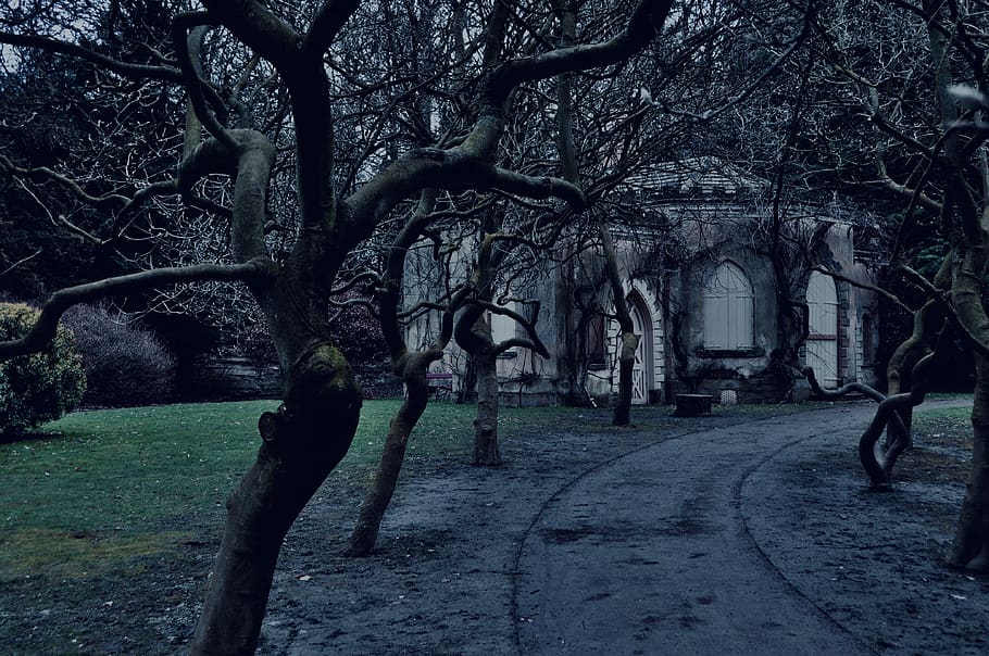 nostell priory, old house, eerie, weird trees, twilight, spooky, HD wallpaper