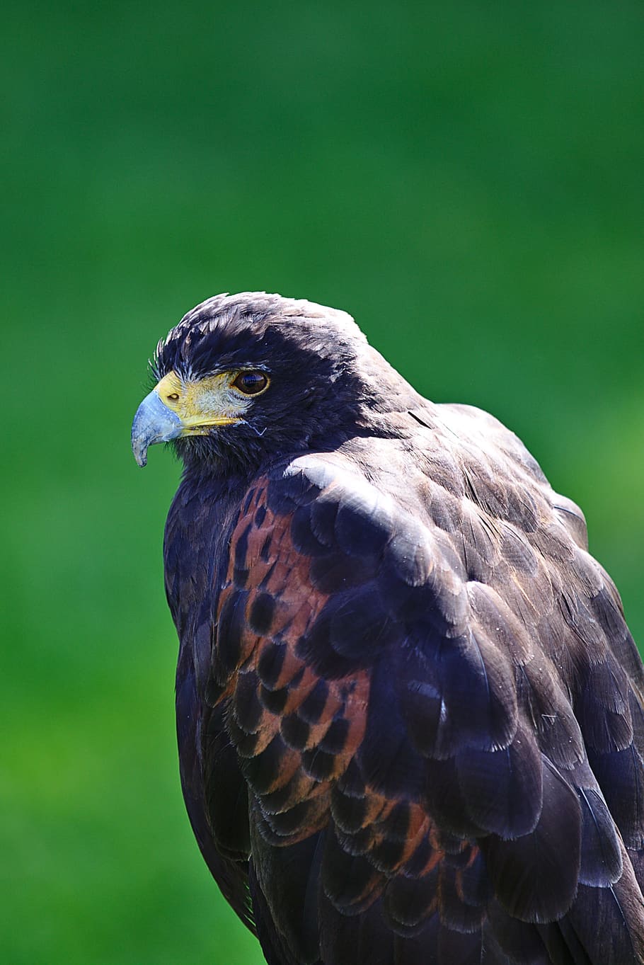 harris hawk, raptor, bird, one animal, animal wildlife, animal themes HD wallpaper