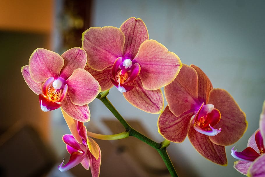 orchid, orange, flower, spring, blossom, garden, flowering plant HD wallpaper