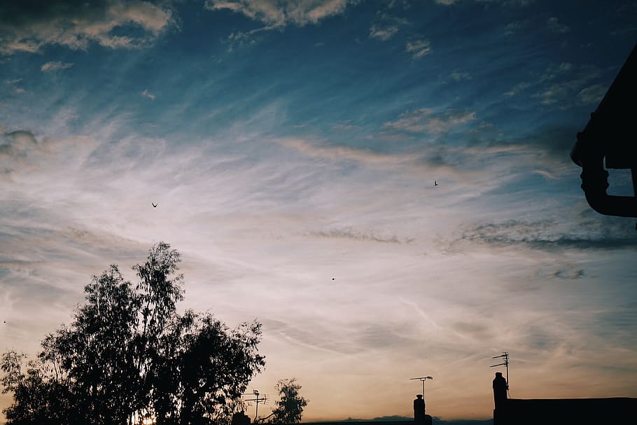 trees, sunset, dusk, sundown, birds, houses, silhouette, dawn HD wallpaper