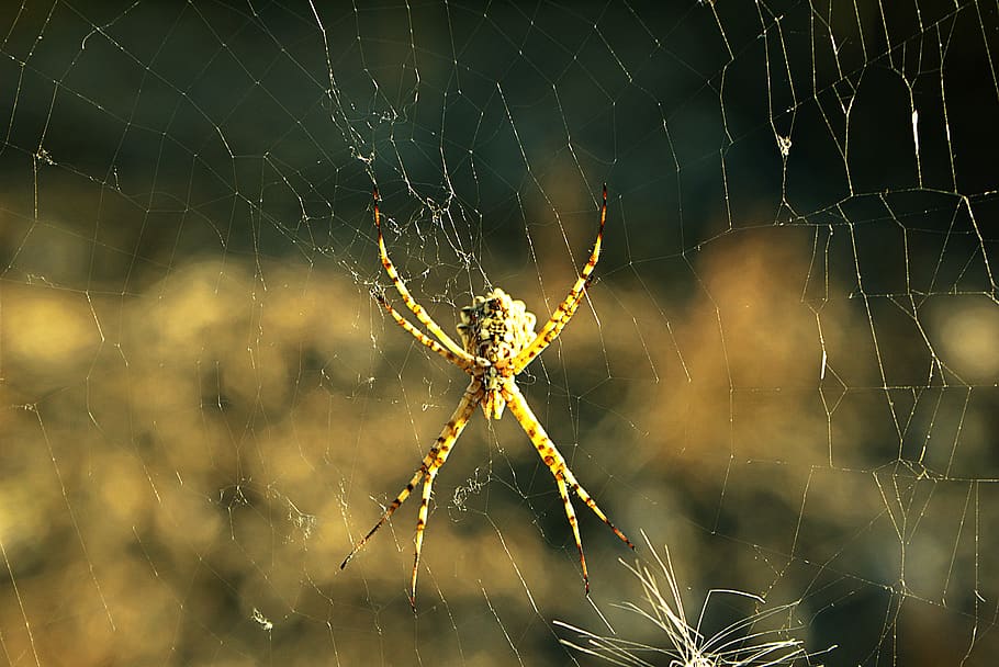 arachnid, predator, nature, web, arácnofobia, artropodo, creature's horrifying HD wallpaper
