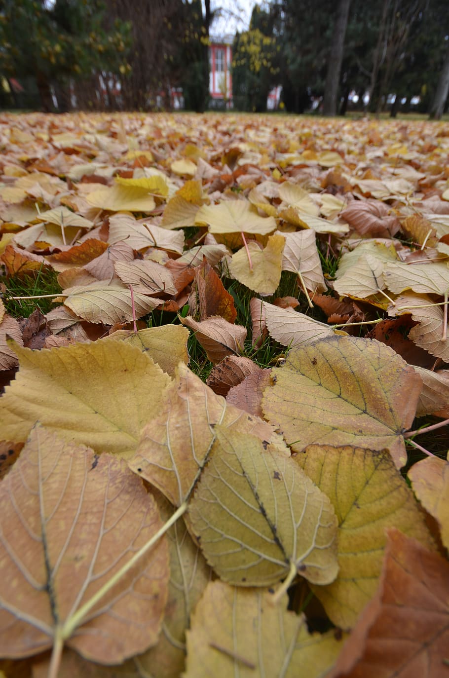 romania, reghin, leafes, autumn, park, grass, nature, plant part HD wallpaper