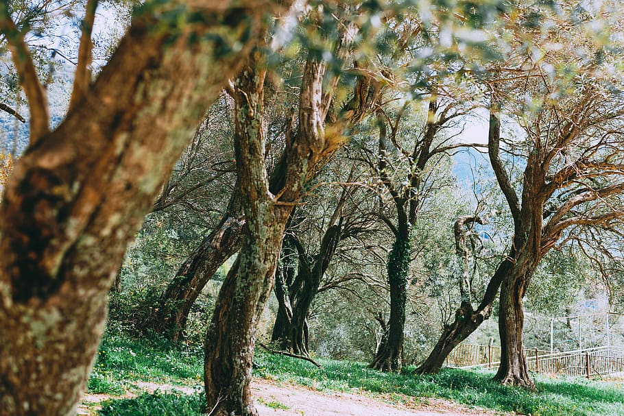 trees during daytime, tree trunk, plant, djenovici, montenegro HD wallpaper