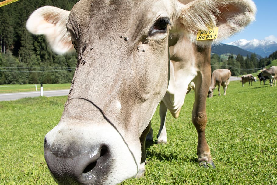 italy, sterzing, mammal, livestock, animal, animal themes, domestic animals HD wallpaper