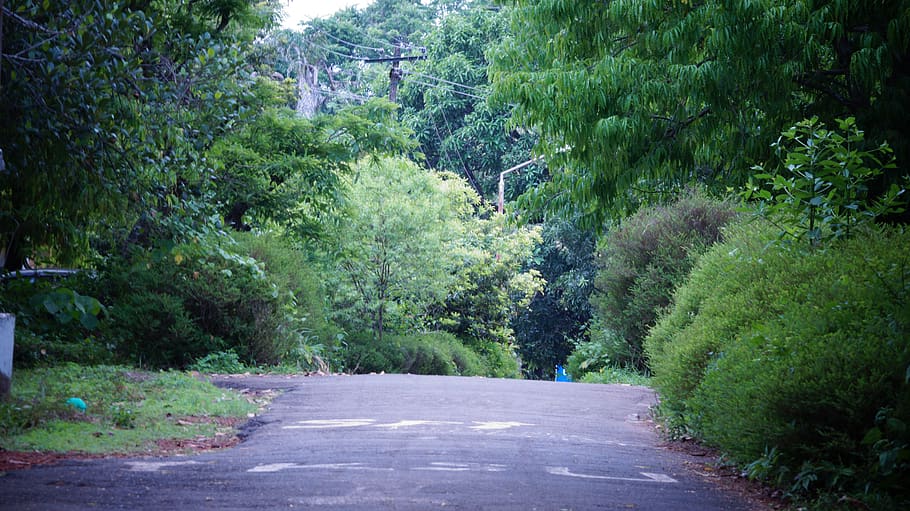 india, tavanur, tree, greenery, road, photography, nature, path HD wallpaper