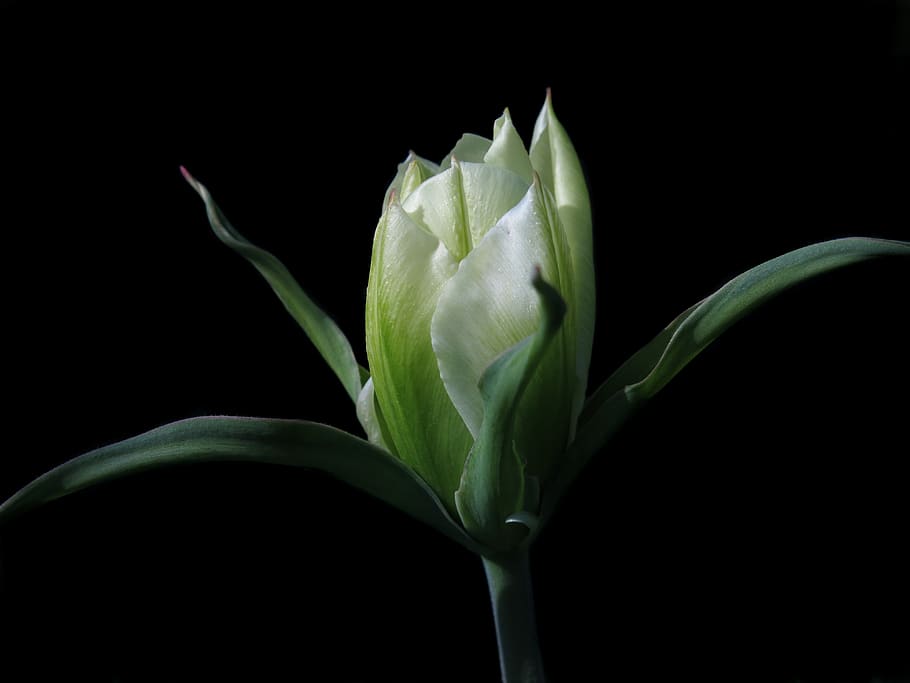 tulip, spring, white, green, plant, romantic, close up, nature HD wallpaper