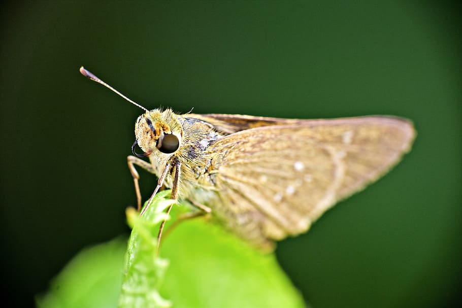 moth, insect, brown, arthropod, invertebrate, animal wildlife HD wallpaper