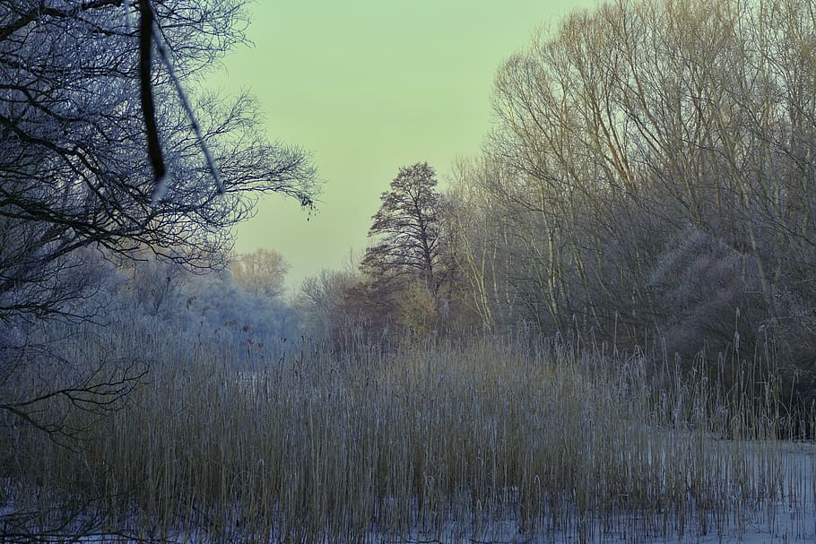 forest, nature, winter, trees, frost, ice, plant, tranquility HD wallpaper