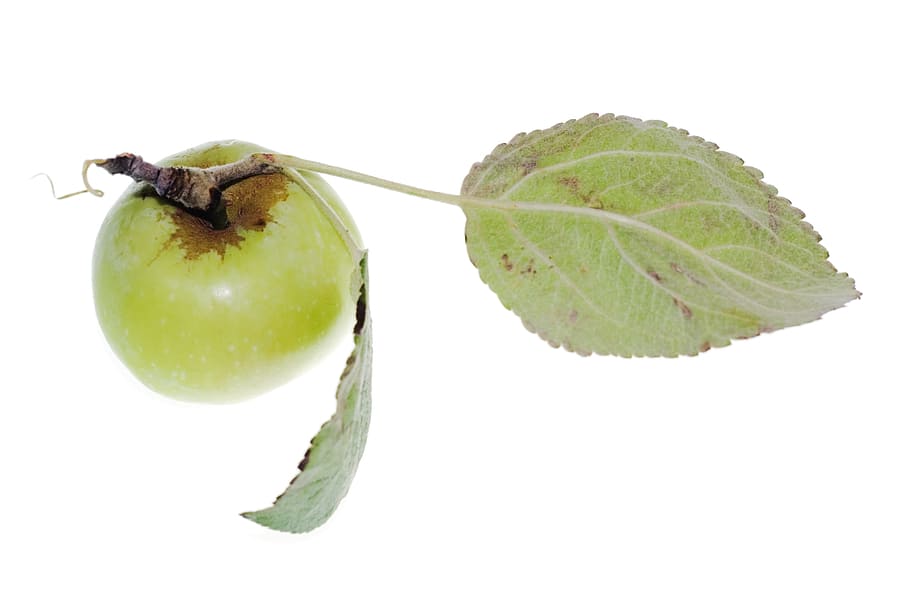 Apple, isolated, white background, studio shot, fruit, food and drink HD wallpaper