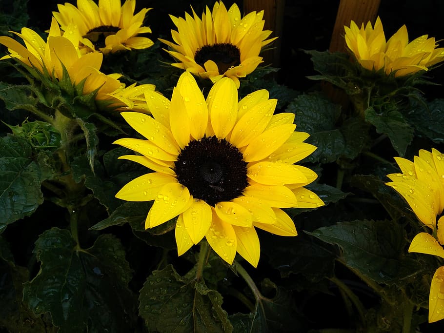 yellow sunflowers, flowering plant, fragility, vulnerability HD wallpaper