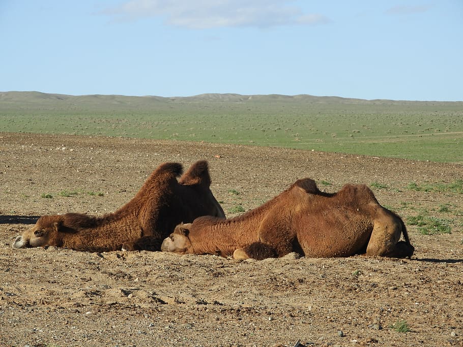 camel, steppe, desert, mongolia, summer, heat, molt, wool, bactrian HD wallpaper