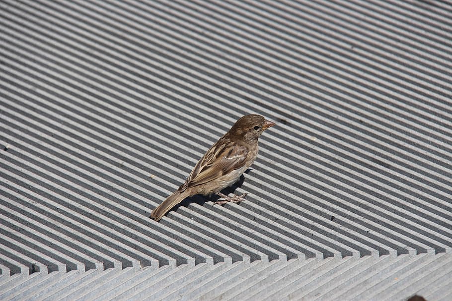 bird, sparrow, nature, feather, wildlife, cute, spring, animal HD wallpaper