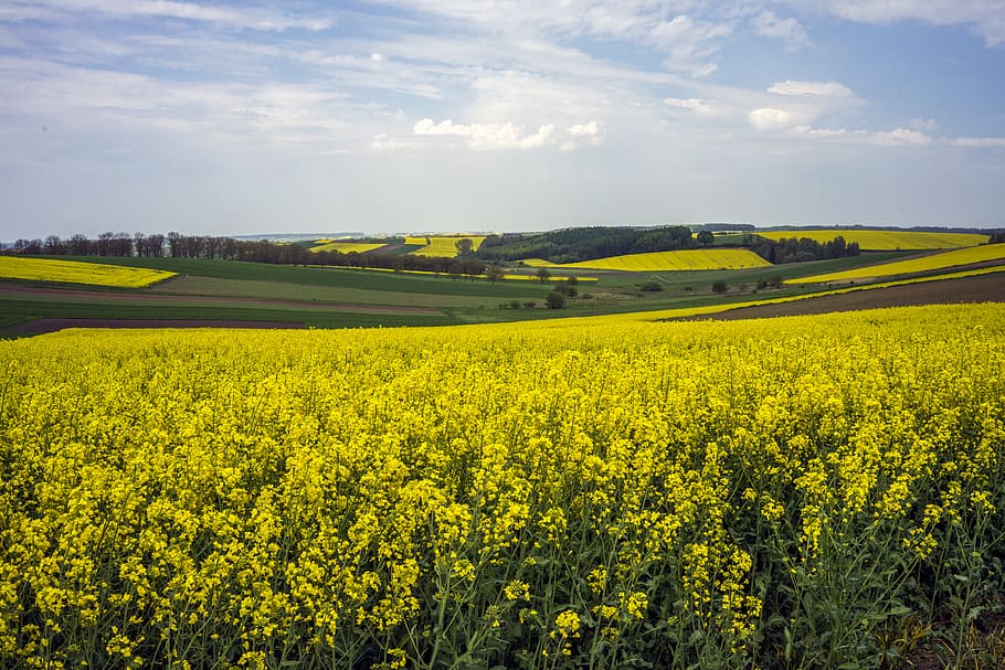 meadow, lea, yellow, fields, spring, landscape, nature, beauty in nature HD wallpaper