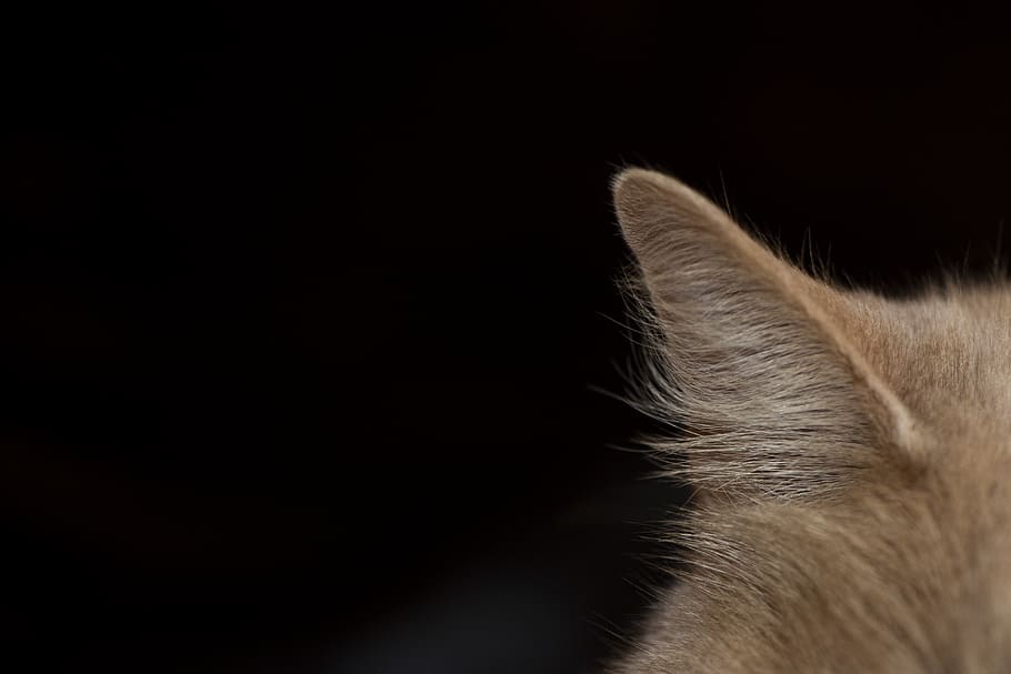 cat, ear, kitty, fur, orange, mammal, animal body part, animal themes HD wallpaper