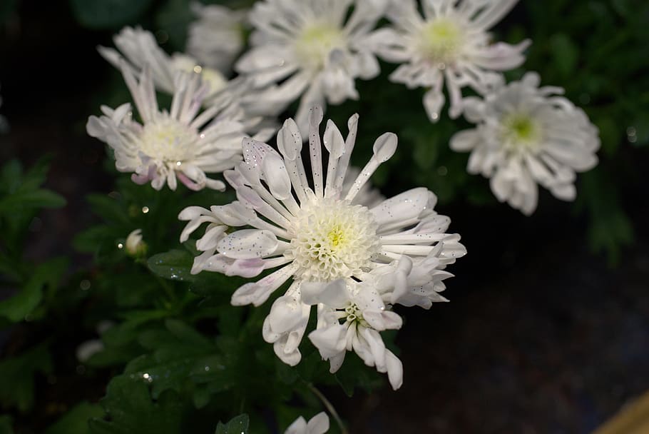 flower, blossom, bloom, white, romance, garden, flower garden HD wallpaper