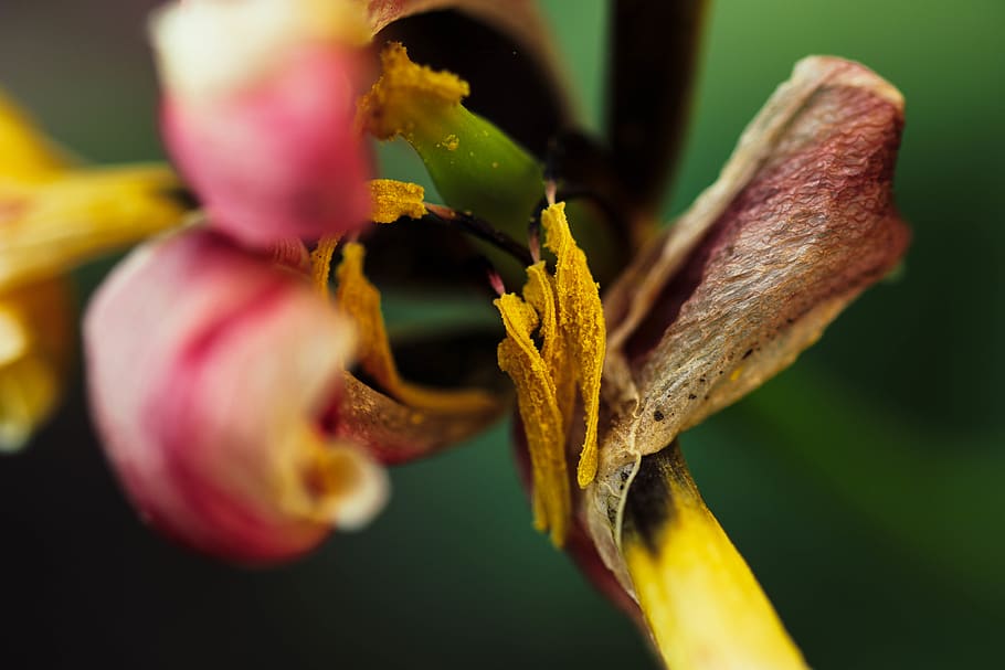 withered, dead, yellow, spring, end, old, flower, plant, flowering plant HD wallpaper