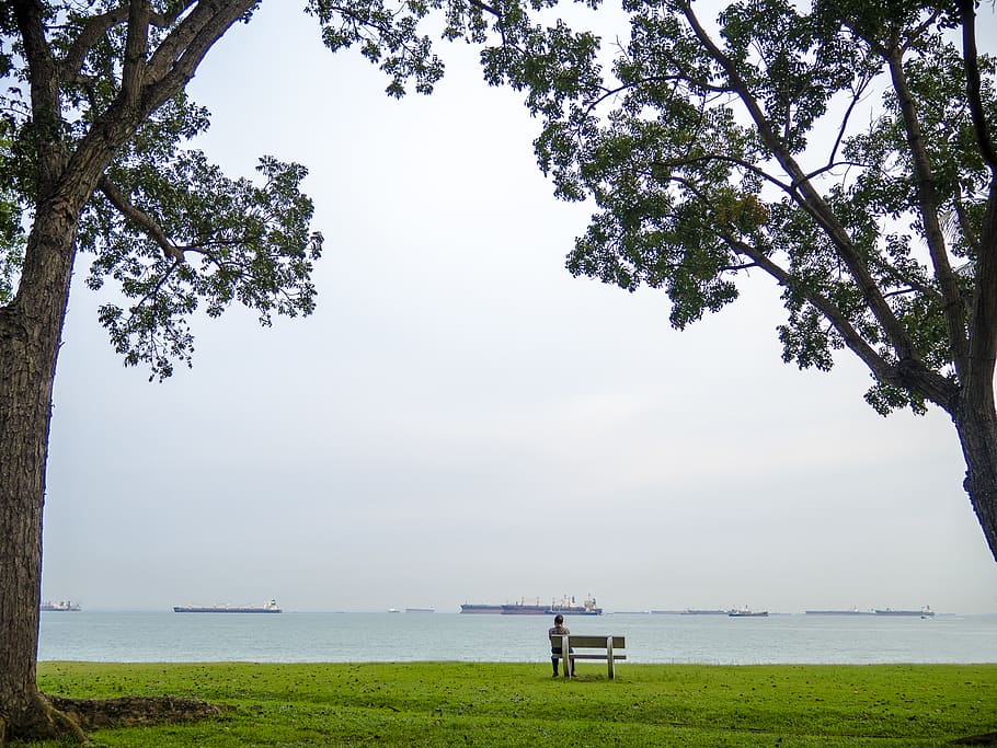 singapore, water, plant, tree, sky, nature, land, grass, scenics - nature HD wallpaper