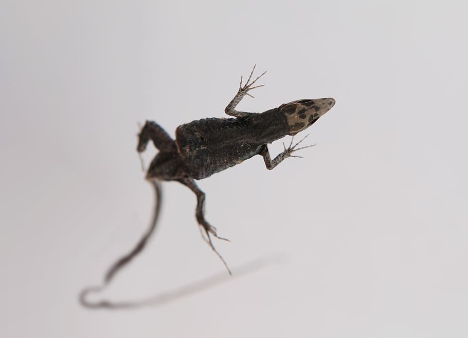 israel, animal themes, animal wildlife, one animal, studio shot HD wallpaper