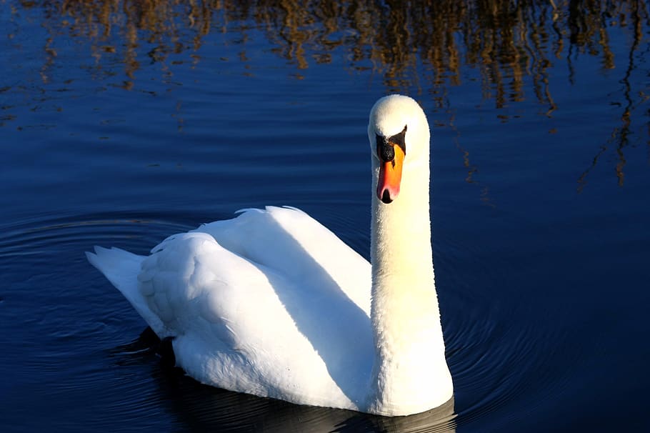 swan, blue, white, more, plumage, beauty, vote, animals in the wild HD wallpaper