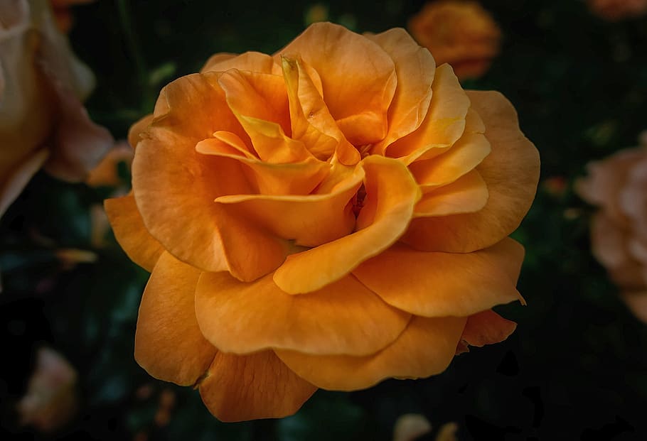 rose, flower, blossom, bloom, nature, rose blooms, beauty, romantic HD wallpaper