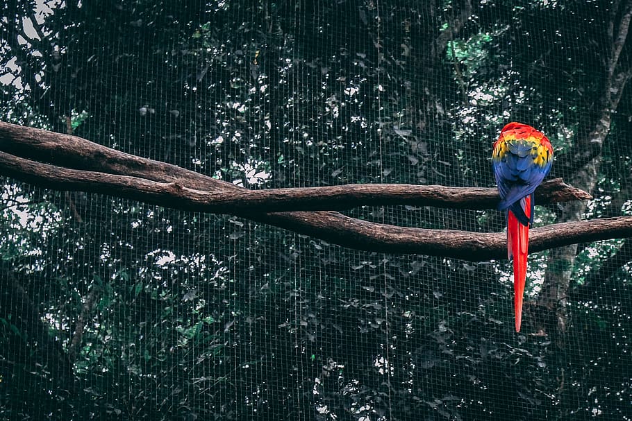 brazil, parque das aves, tree, vertebrate, no people, bird HD wallpaper
