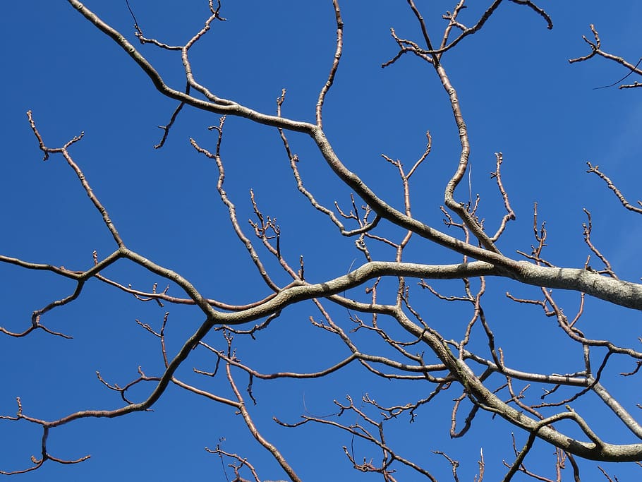 Brown Bare Tree, blue sky, branches, clear sky, low angle view HD wallpaper
