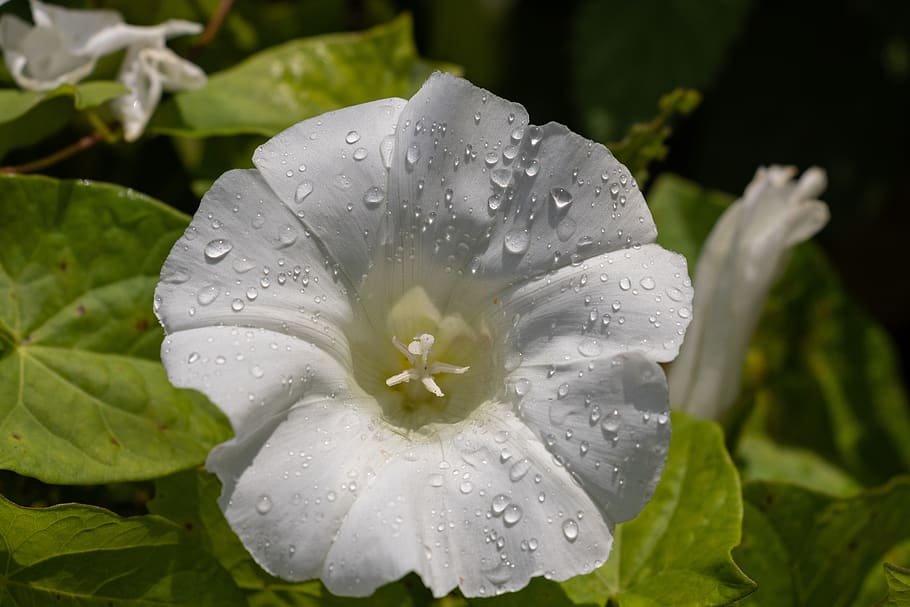 bindweed, flower, white, plant, drop, water, beauty in nature HD wallpaper